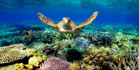 Reef Turtle